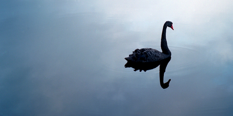 download black swan in hindi 480p